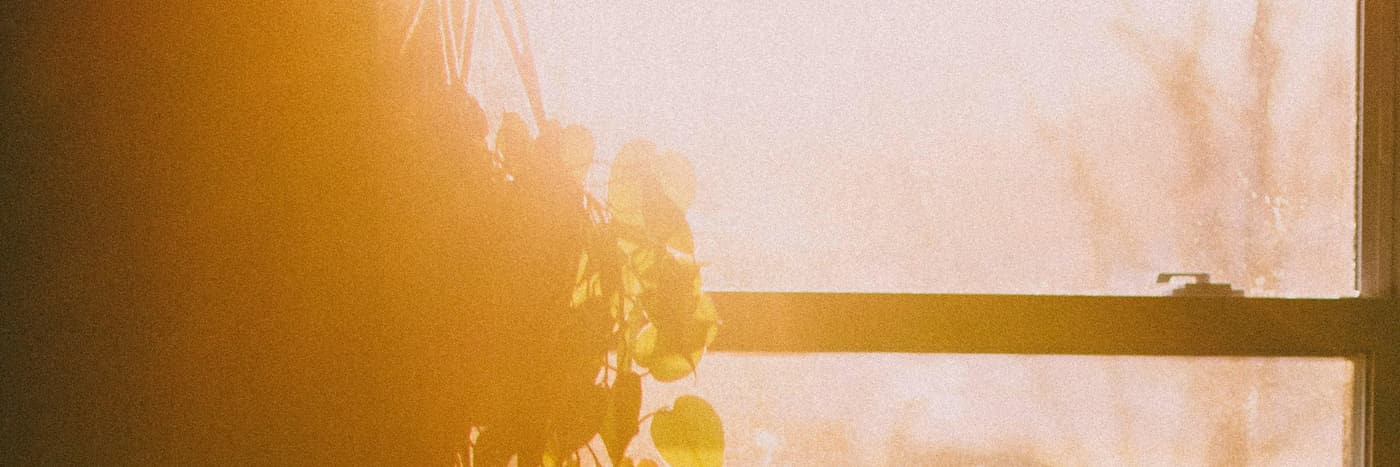 A houseplant in warm light from a window